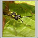 Tenthredo mesomela - Blattwespe 07.jpg